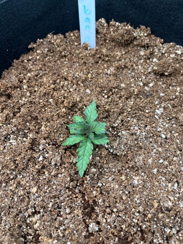My First Four — vegetative, day 21