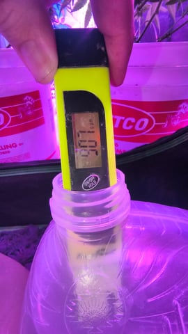 skittlez Autoflower  — flower, day 1