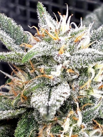 Blueberry critical kush x purple peyote wifi  and one L.a kush cake . — flower, day 61