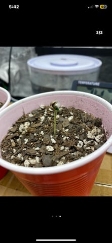 FastBudz Mix Pack  — done, day 11