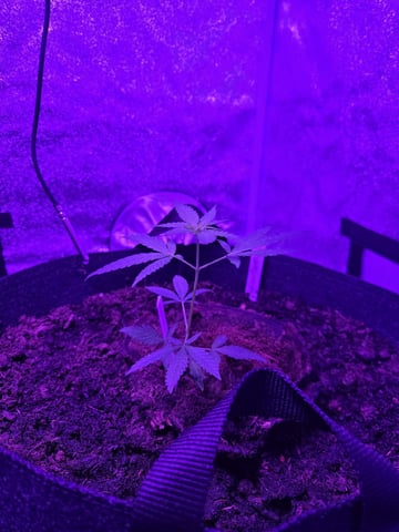 1st Ever Grow — vegetative, day 45