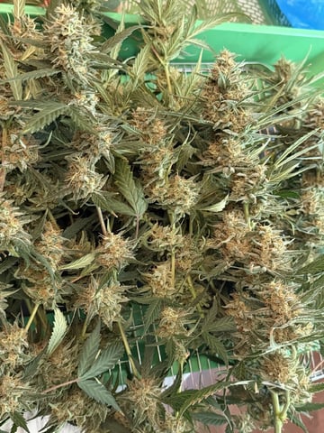 Indoor & Outdoor Grow 6 — done, day 72