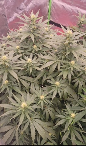 clones — flower, day 61