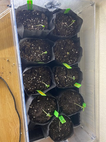 Solfire Gardens Grow — seedling_rooting, day 8