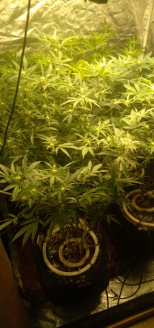 Organic Grow — flower, day 14