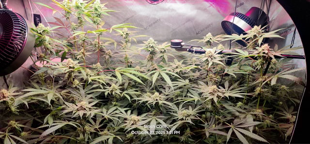 Prepare the clones! — flower, day 55