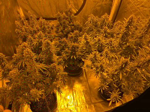 2nd Autoflower Indoor Grow — flower, day 96