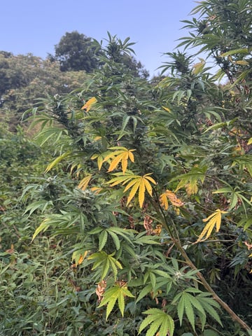 First grow — flower, day 61