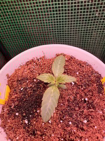 Blackberry kush — seedling_rooting, day 13