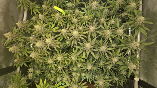 Strawberry Sugar  — flower, day 103