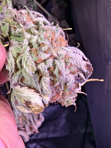 Golden Goat — done, day 48