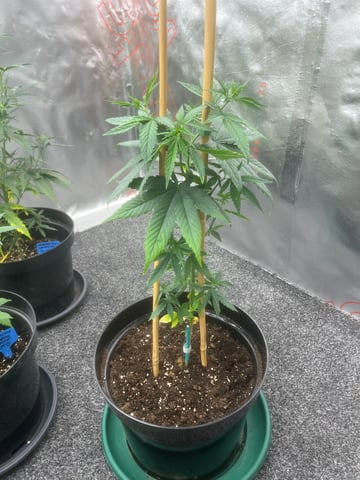 3autos and 2 fem  — flower, day 1