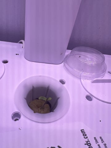 Inside Mother Plants — seedling_rooting, day 8