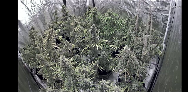 3rd Auto Grow — flower, day 103