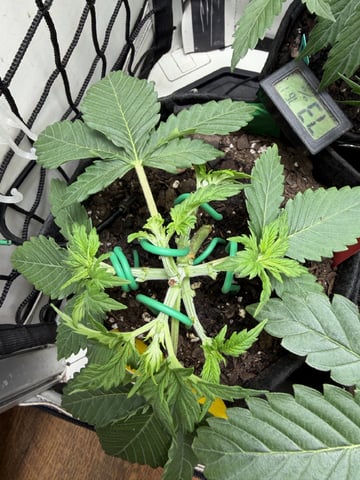 Midsummer Outdoor — vegetative, day 22