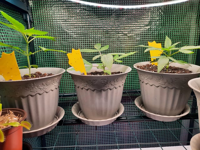 missing pieces — vegetative, day 23