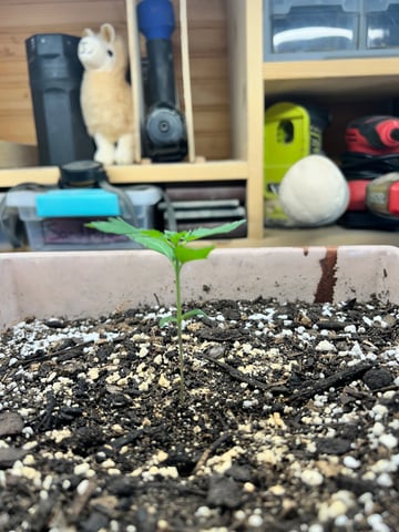 White Widow Twins — seedling_rooting, day 18