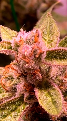 pineapple Express  — flower, day 42