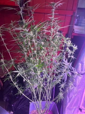 critical Mass  — flower, day 72