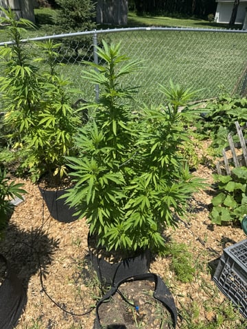 Outdoor 26