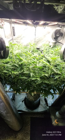 Foundational Legend — flower, day 138