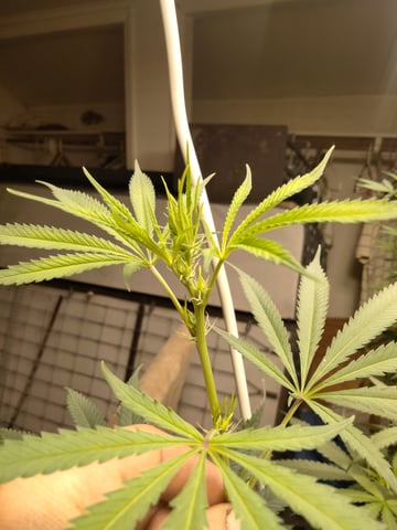 jay seaton  — vegetative, day 13