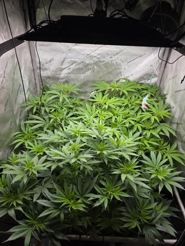 ethos genetics  — flower, day 65