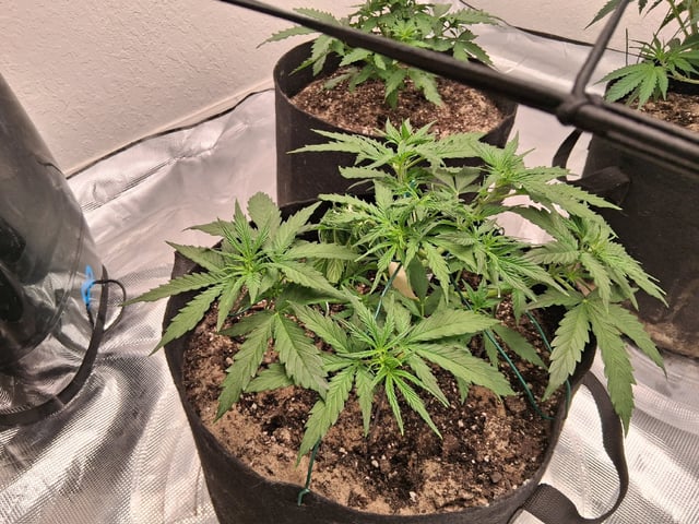 Seedman mix auto & seedman mix auto & GodFather OG — vegetative, day 41