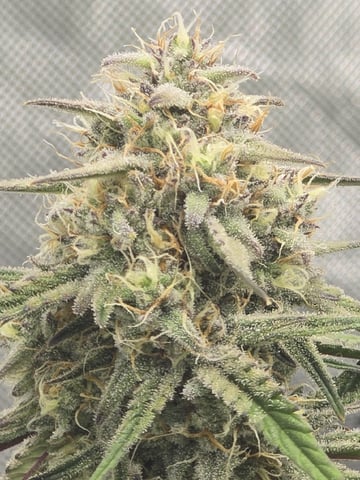 1st Grow 4x4 — flower, day 58