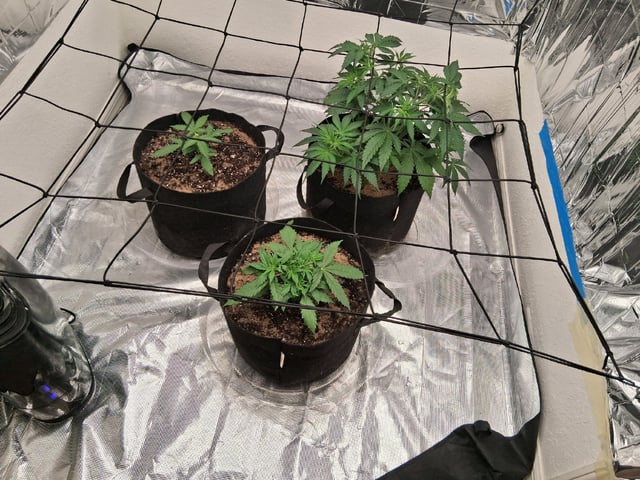Seedman mix auto & seedman mix auto & GodFather OG — vegetative, day 35