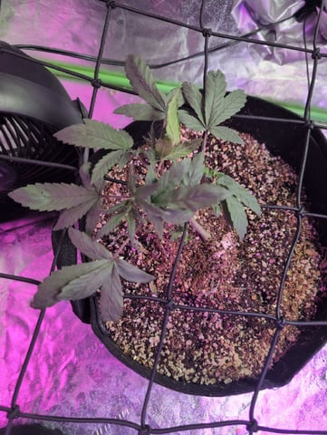 2025-26 — vegetative, day 19