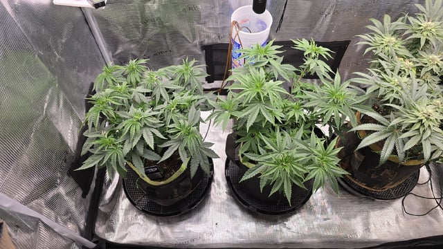 Blueberry Swirl — flower, day 35