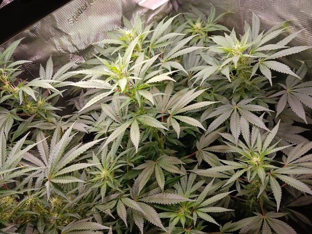 9lbhammer feminized  — flower, day 56