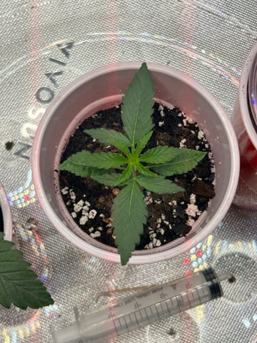 First Ever Grow GT — seedling_rooting, day 17