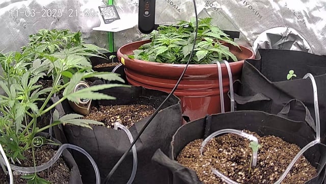 Bruce Banner (Auto) — vegetative, day 22