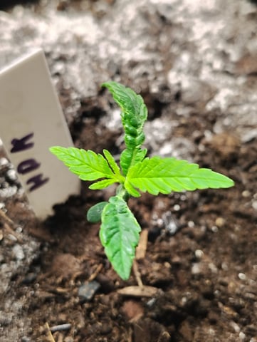 Hindu Kush — grow_setup, day 11