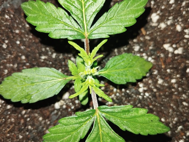 F1 apollo — vegetative, day 7