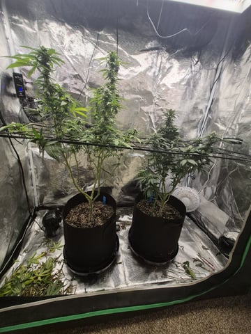 4th Grow — flower, day 98