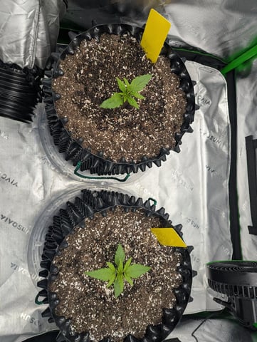 Titan F1 grow  — vegetative, day 15