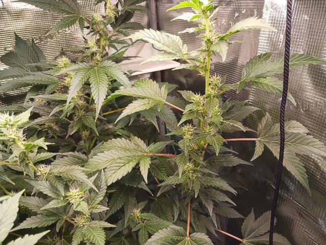 Gorilla Sherbert Feminized From Blimburn Seeds  — flower, day 77