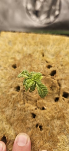 the does — germination, day 1