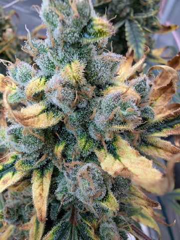 Fastbudz Ztrawberriez — flower, day 76