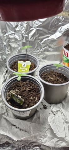 3x Strains — seedling_rooting, day 11