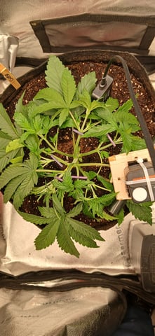newest ggs setup grow — vegetative, day 26