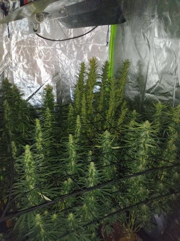 mr — flower, day 96