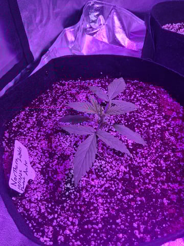 first auto grow — vegetative, day 15