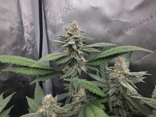 First Grow — flower, day 103