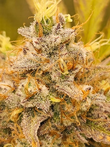 Mimosa Bruce Banner XL — flower, day 79