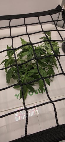 Vivosun Seed tent — vegetative, day 33