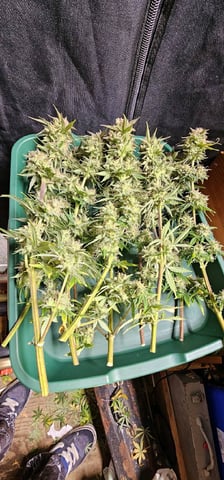 frozen biscotti — grow_setup, day 81